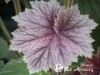 Alūnė ,Bronze Beauty' (lot. Heuchera)